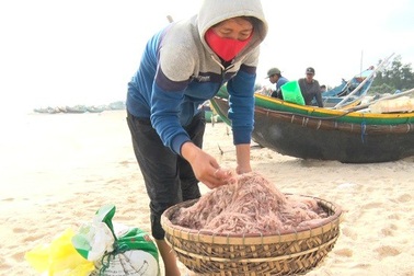 Trúng đậm "lộc biển", ngư dân kiếm tiền triệu mỗi ngày