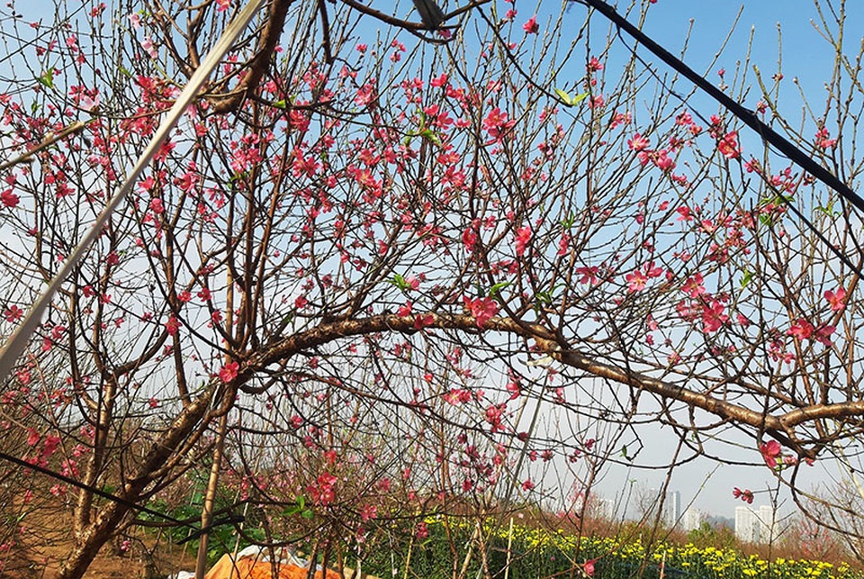 Nghìn cành đào một dáng giống nhau, giá 5 triệu đồng không đủ hàng bán - 4 Nghìn cành đào một dáng giống nhau, giá 5 triệu đồng không đủ hàng bán - 4