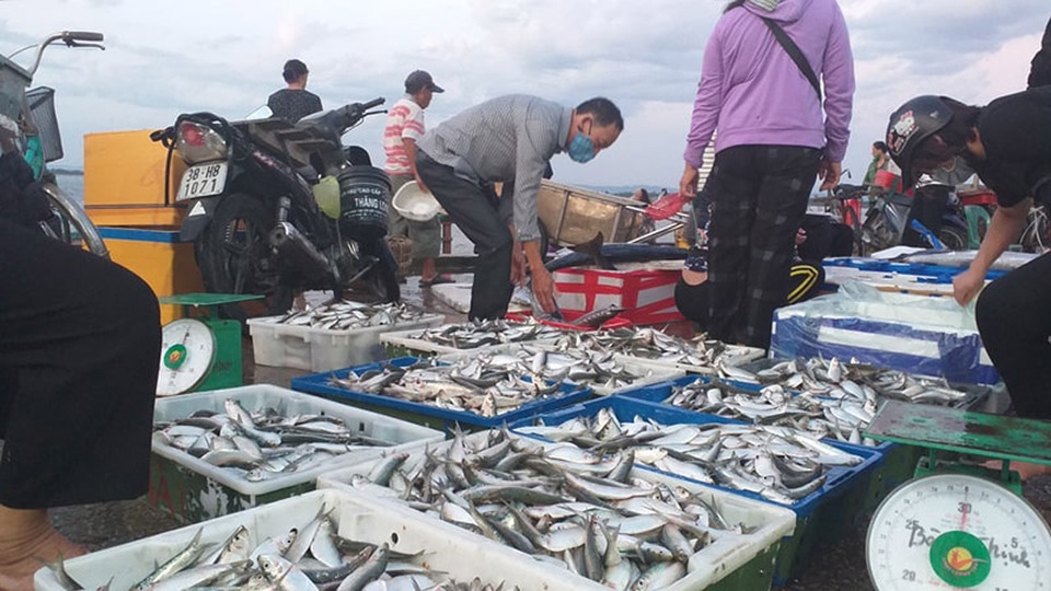 Cận cảnh những mẻ cá khủng kịp cập bến phục vụ rằm tháng 7 - 6 Cận cảnh những mẻ cá khủng kịp cập bến phục vụ rằm tháng 7 - 6