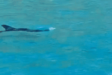 Cá heo bơi sát bãi tắm ở biển Quy Nhơn