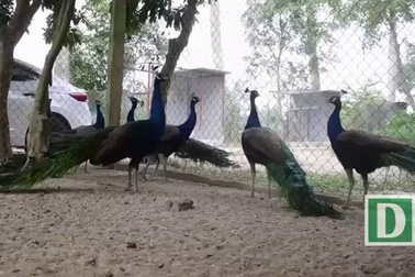 Nhà giàu Hà Nội chi chục triệu “săn” chim công quý về chơi Tết