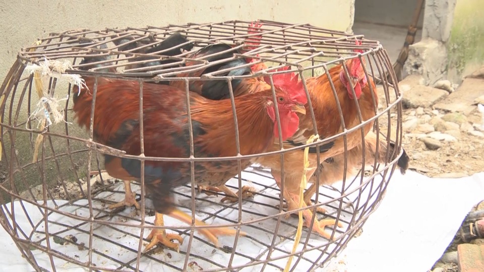 Mô hình chăn nuôi gà cho thu nhập cao ở huyện nghèo - 6 Mô hình chăn nuôi gà cho thu nhập cao ở huyện nghèo - 6
