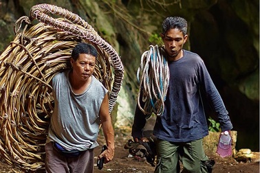 Nghề thu lượm tổ yến nguy hiểm rình rập