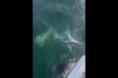 Hải cẩu nhảy lên du thuyền trốn cá voi sát thủ