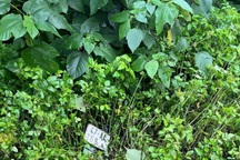 Phát hiện 2 thanh niên tử vong trong bụi rậm