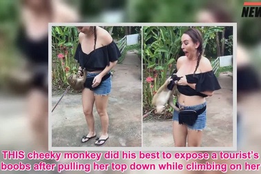 Ăn mặc hớ hênh, nữ du khách bị khỉ kéo lộ ngực
