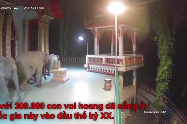 Đàn voi hoang dã kéo nhau vào chùa lúc nửa đêm