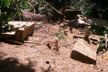 Rừng đặc dụng “chảy máu”: An ninh rừng mất ổn định