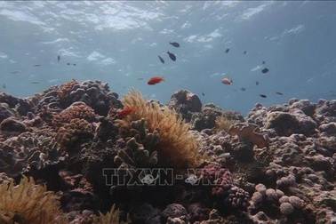 Rạn san hô Great Barrier bị đe dọa tẩy trắng trên diện rộng