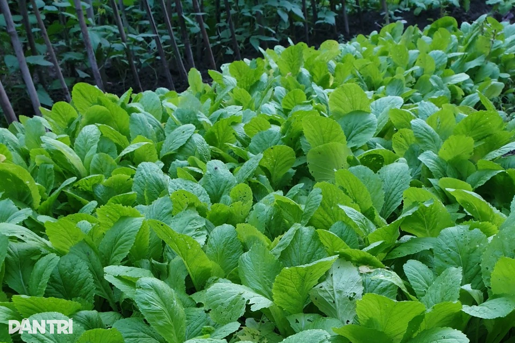 Không biết mua sạch ở đâu, dân Hà Nội chi tiền triệu thuê người trồng rau - 6 Không biết mua sạch ở đâu, dân Hà Nội chi tiền triệu thuê người trồng rau - 6