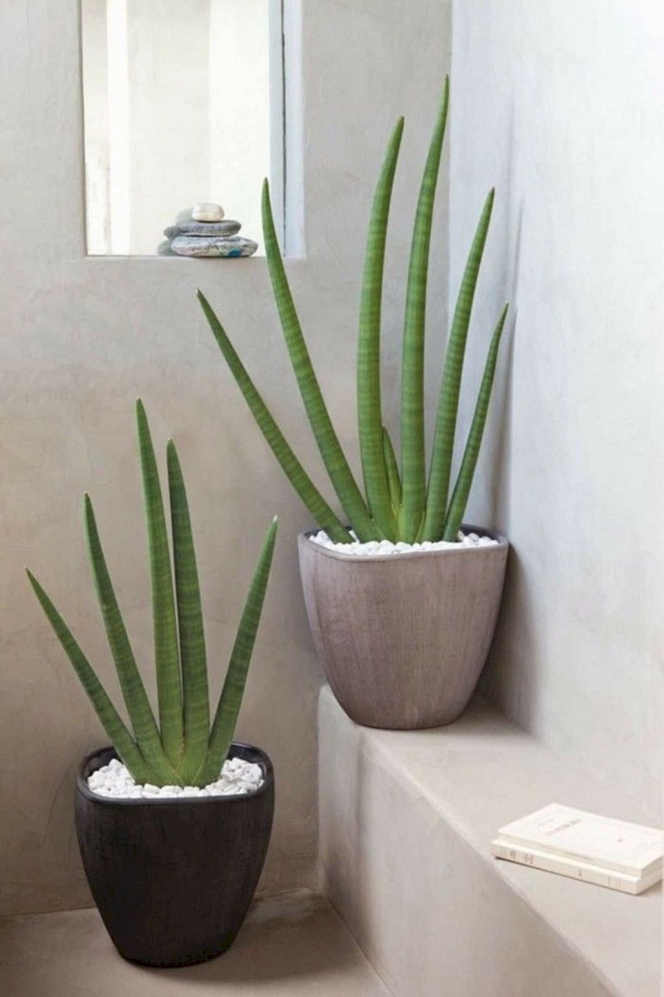 Trồng ngay 5 loại cây này trong nhà, vừa hút khí độc vừa làm đẹp không gian - 5 Trồng ngay 5 loại cây này trong nhà, vừa hút khí độc vừa làm đẹp không gian - 5
