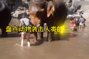 Những khoảnh khắc động vật "hóa điên", bất ngờ tấn công con người