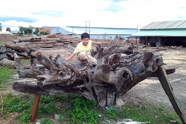 Chiêm ngưỡng gốc trắc "khủng" giá 2 tỉ đồng