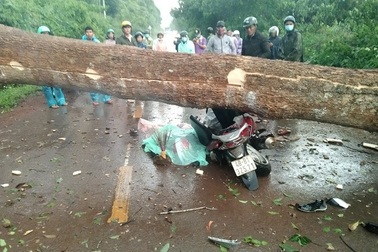 Cây cổ thụ bật gốc đổ ngang đường, đè chết người đi xe máy