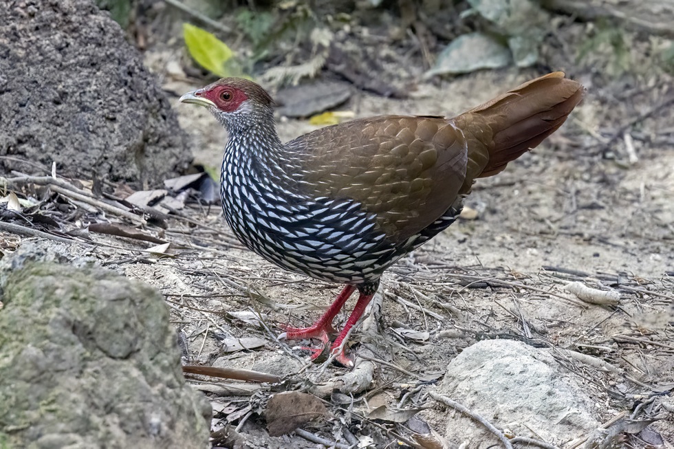 Gà lôi trắng - Loài chim đẹp được pháp luật Việt Nam bảo vệ nghiêm ngặt - 2