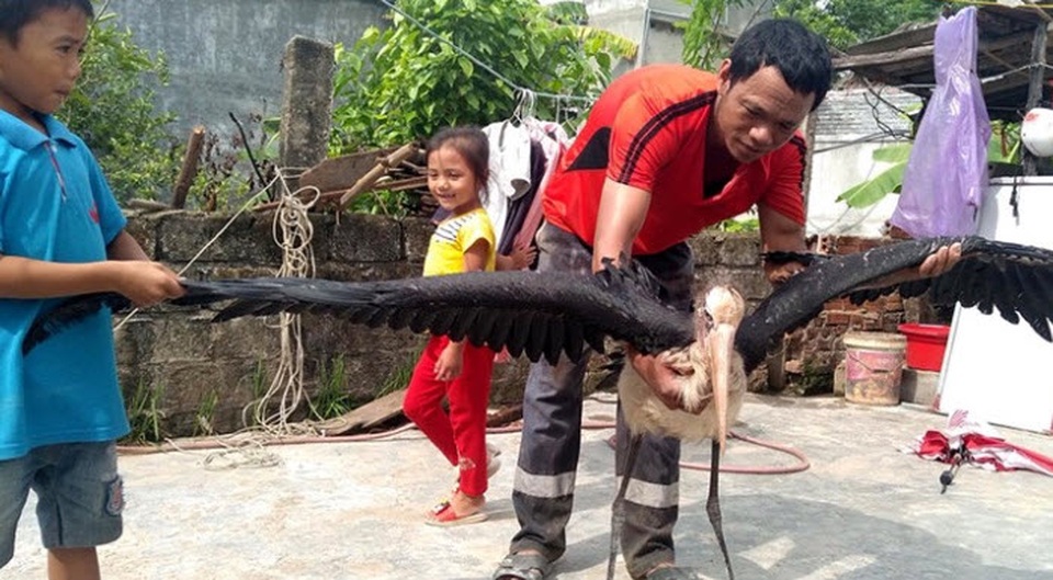 Chim mặt khỉ, cá ăn bằng thìa và những quái vật độc nhất đất Việt - 4 Chim mặt khỉ, cá ăn bằng thìa và những quái vật độc nhất đất Việt - 4