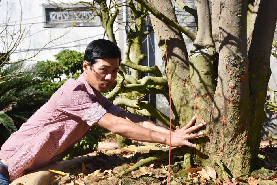 Cận cảnh những gốc mai trăm tuổi có giá “tiền tỷ” - 2 Cận cảnh những gốc mai trăm tuổi có giá “tiền tỷ” - 2