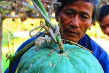 Giải mã bí ẩn ở vùng đất có những trái bí lớn nhanh và to hơn người