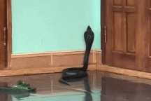 Khoảnh khắc rắn hổ mang cực độc xuất hiện trước cửa nhà tại Quảng Trị