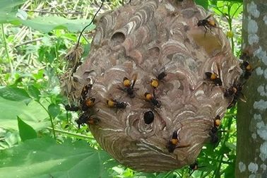 Người đàn ông bị ong đốt thiệt mạng khi vào rừng lấy mật