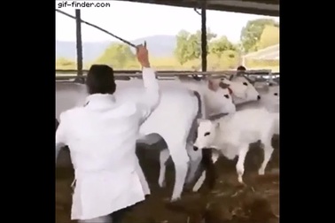 Bò con tấn công người đang đánh mẹ của mình