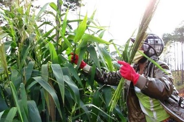 Mùa hái đót cho Tết thêm ấm cúng