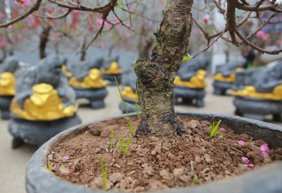 Độc đáo “chuột đá cõng đào bonsai” giá bạc triệu hút khách dịp tết - 5 Độc đáo “chuột đá cõng đào bonsai” giá bạc triệu hút khách dịp tết - 5