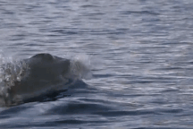 Loài vật nào khiến cá mập trắng lớn cũng phải bỏ chạy vì khiếp sợ?