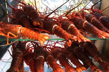 Bỏ lương nghìn đô ở sân bay, 9x Khánh Hòa về bán tôm hùm thu lãi khủng