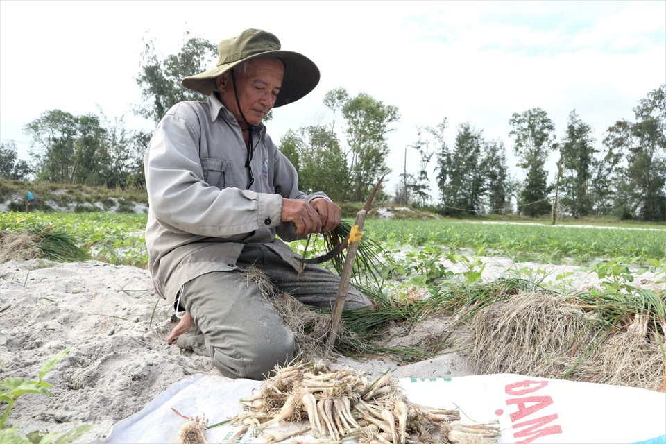 Giá cả bấp bênh, nông dân vùng trồng kiệu Quảng Nam lo mất Tết - 1 Giá cả bấp bênh, nông dân vùng trồng kiệu Quảng Nam lo mất Tết - 1