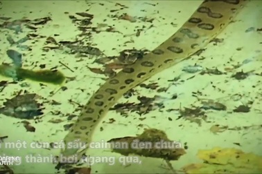 Trăn khổng lồ mai phục tấn công cá sấu