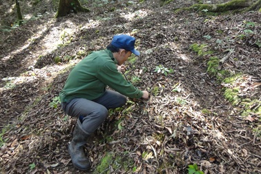 Khen thưởng lực lượng công an phá nhanh vụ trộm sâm Ngọc Linh