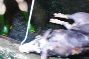 21 con heo "dính" thuốc an thần bị lén lút mang giết mổ