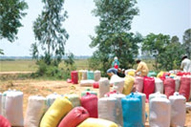 Nên cho tư nhân đấu thầu xuất khẩu gạo