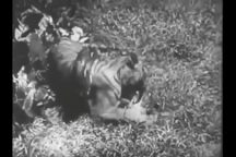 Lao vào tấn công trăn dữ, hổ đói chết thảm