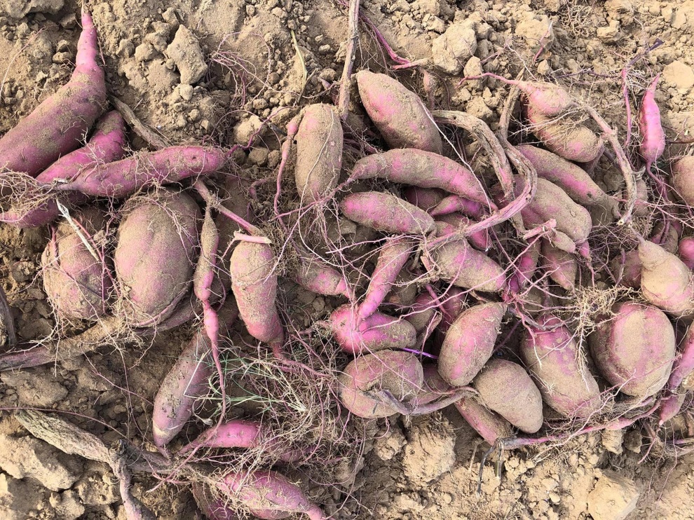 Mạnh dạn trồng 2000m2 rau hữu cơ, chàng trai 27 tuổi hút khách mua tận vườn - 6