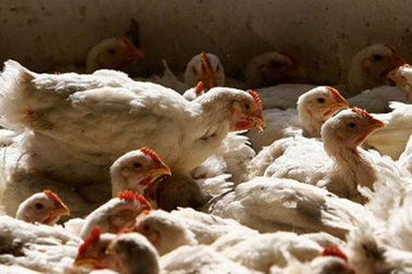 Trung Quốc lại chấn động gà lớn siêu tốc nhờ nuôi bằng hóa chất