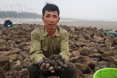 Nam Định: Săn "lộc biển" bé tin hin, bám ở đá, kiếm nửa triệu đồng/ngày