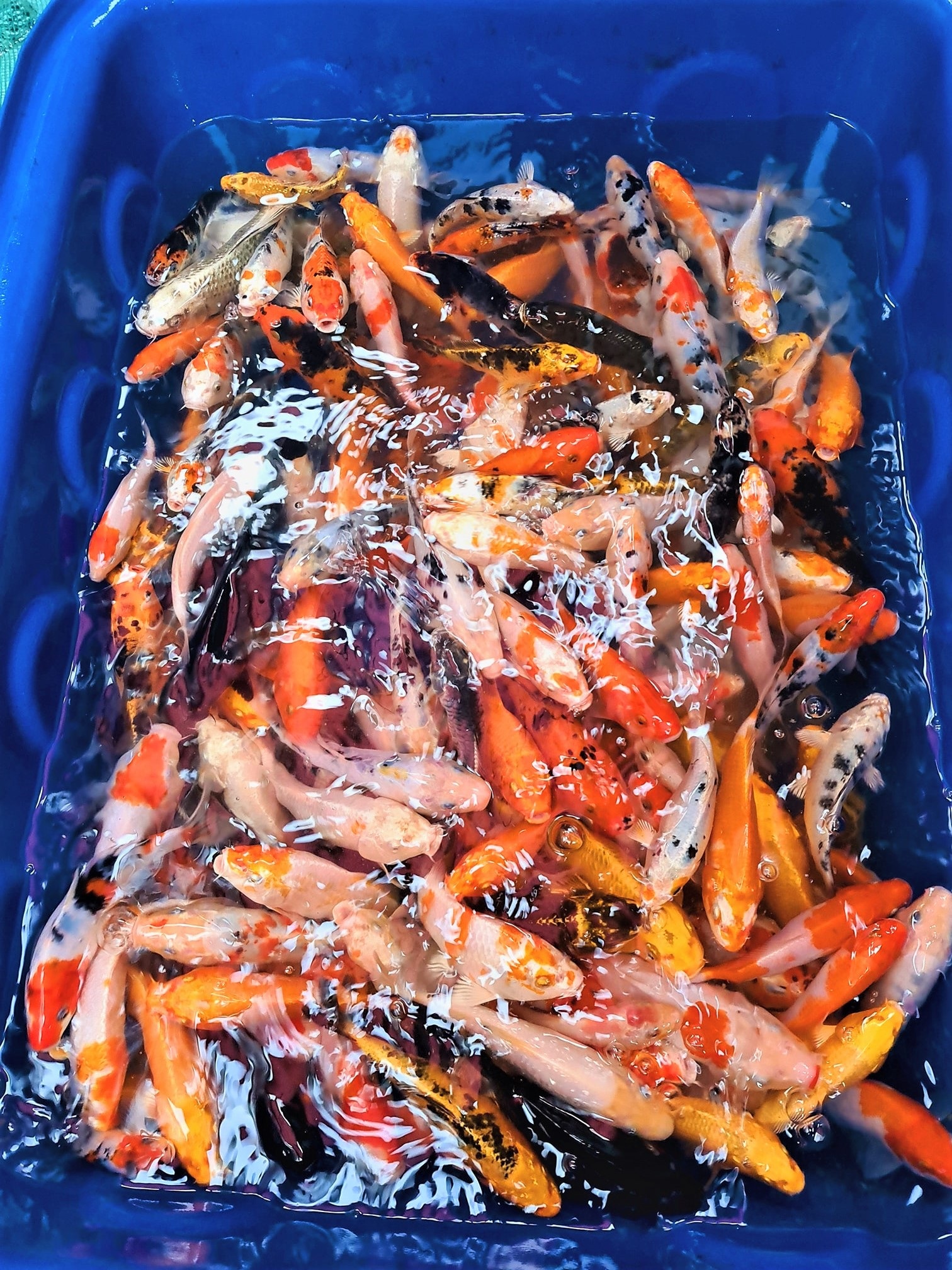 9X khởi nghiệp từ cá quý tộc, thu hàng trăm triệu đồng mỗi năm - 3