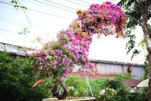 Độc bản Tết 2022: Hoa giấy dáng rồng giá 250 triệu đồng