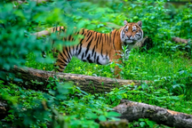 Bé gái 9 tuổi bị hổ cắn tử vong khi ra đồng cùng bố mẹ