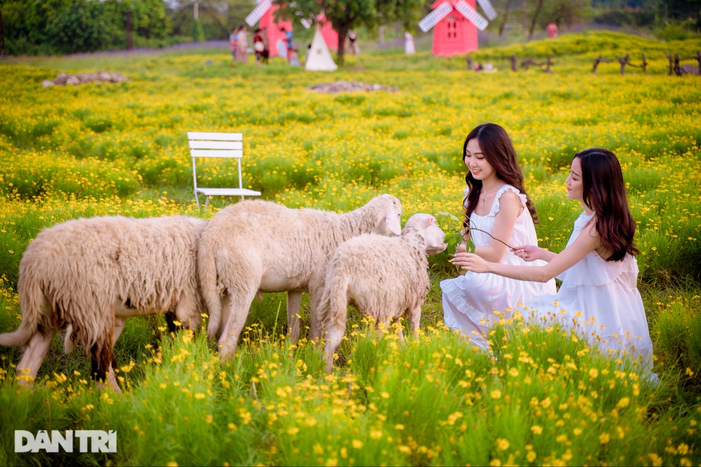 Lạc vào cánh đồng hoa vàng óng như trời Tây ở Hà Nội - 8 Lạc vào cánh đồng hoa vàng óng như trời Tây ở Hà Nội - 8