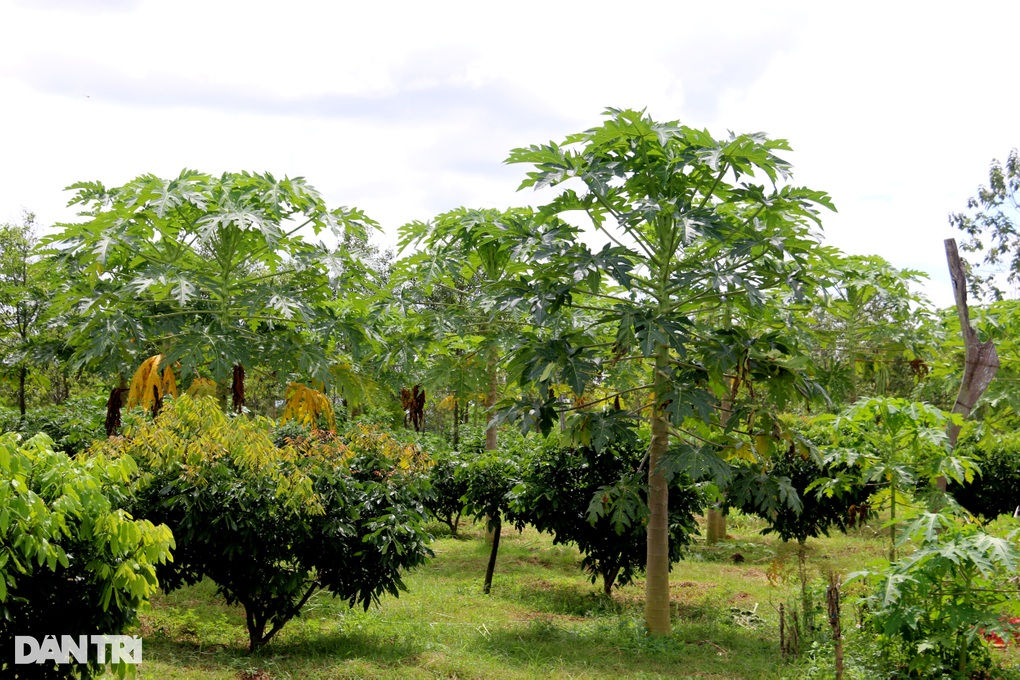 Inviting each other to plant deaf papaya, unexpectedly they got money - 1