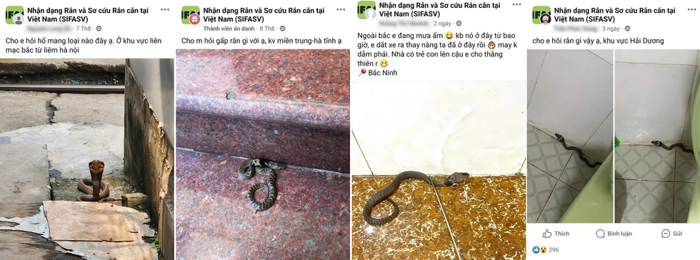 Những loài rắn hổ mang cực độc phân bố tại Việt Nam - 1 Những loài rắn hổ mang cực độc phân bố tại Việt Nam - 1