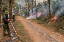 Căng mình bảo vệ rừng trước mức báo động cấp cực kỳ nguy hiểm
