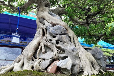 Cây sanh “Huyền phượng vũ” giá triệu đô có mặt tại thành phố biển Sầm Sơn