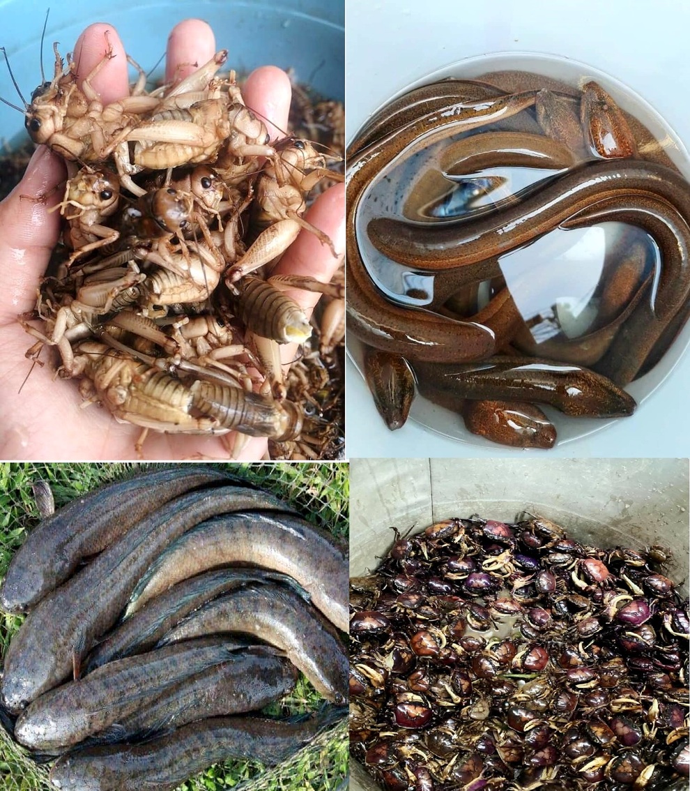 Loại đặc sản chỉ có trong con lũ đầu mùa, chong đèn vớt tiền triệu mỗi đêm - 8 Loại đặc sản chỉ có trong con lũ đầu mùa, chong đèn vớt tiền triệu mỗi đêm - 8