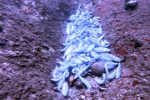 Kết quả kiểm tra vụ cá chết trắng dưới đáy biển tỉnh Khánh Hòa