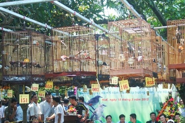 Hơn 150 người háo hức đem chim chào mào đi thi