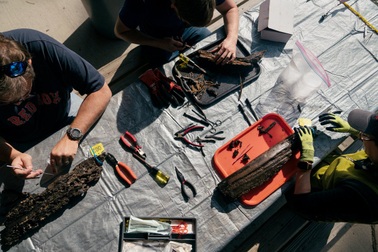 Cây cổ đại 60.000 năm tuổi chứa vi khuẩn giúp sản xuất kháng sinh mới